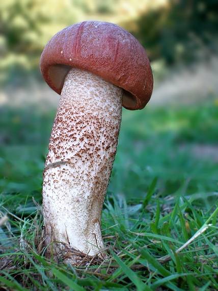 kozák dubový Leccinum aurantiacum (Bull.) Gray