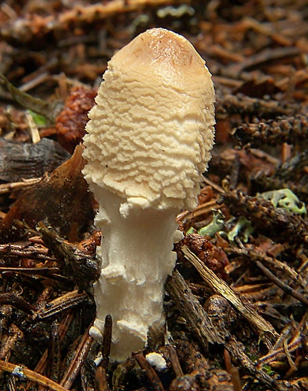 bedlička Lepiota sp.