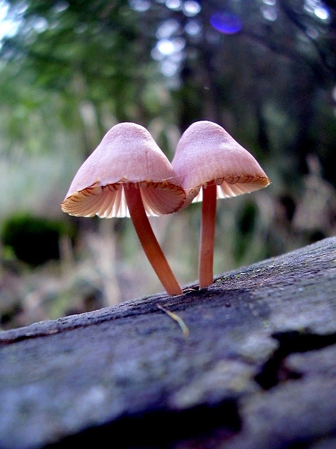 prilbička Mycena sp.