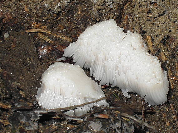 slizovka Myxomycetes