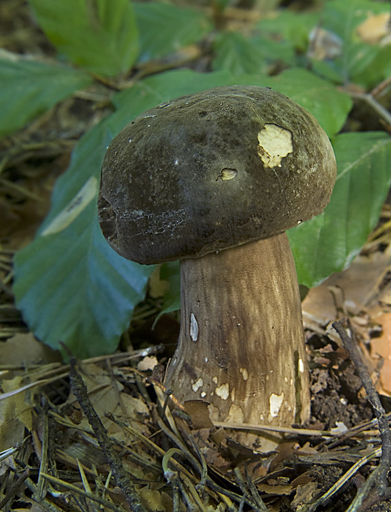 tmavohríb obyčajný Porphyrellus porphyrosporus (Fr. & Hök) E.-J. Gilbert