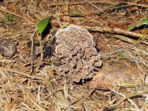 plesňovka Thelephora sp.