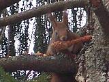 veverica