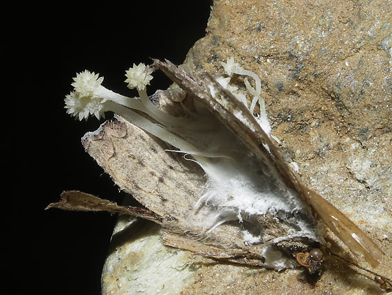 žezlovka Akanthomyces tuberculatus (Lebert) Spatafora, Kepler & B. Shrestha