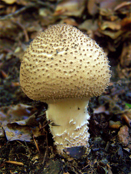 muchotrávka ostnatá Amanita echinocephala (Vittad.) Quél.