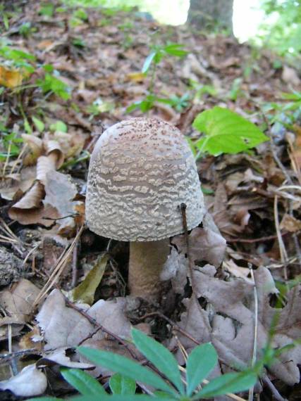 muchotrávka červenkastá Amanita rubescens Pers.