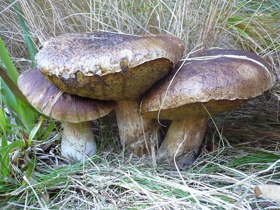 hríb smrekový Boletus edulis Bull.