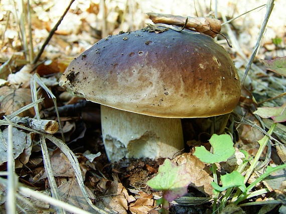 hríb smrekový Boletus edulis Bull.