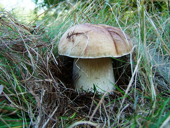 hríb smrekový Boletus edulis Bull.