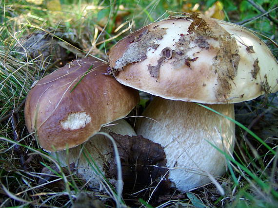 hríb smrekový Boletus edulis Bull.