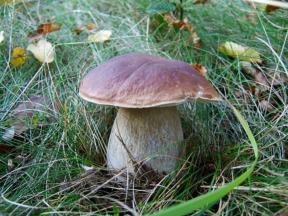 hríb smrekový Boletus edulis Bull.