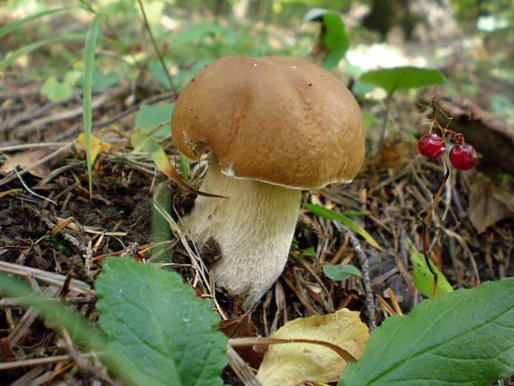 hríb smrekový Boletus edulis Bull.