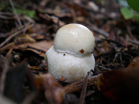 hríb smrekový Boletus edulis Bull.