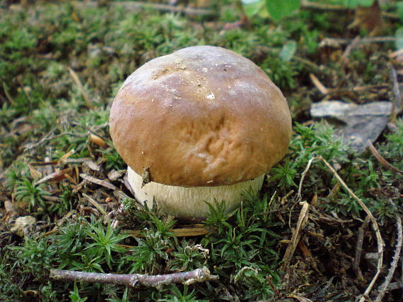 hríb smrekový Boletus edulis Bull.