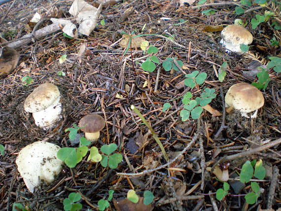 hríb smrekový Boletus edulis Bull.