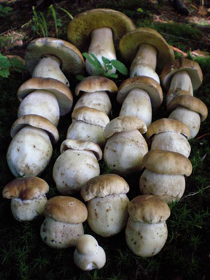 hríb smrekový Boletus edulis Bull.