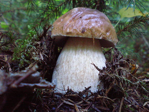 hríb smrekový Boletus edulis Bull.