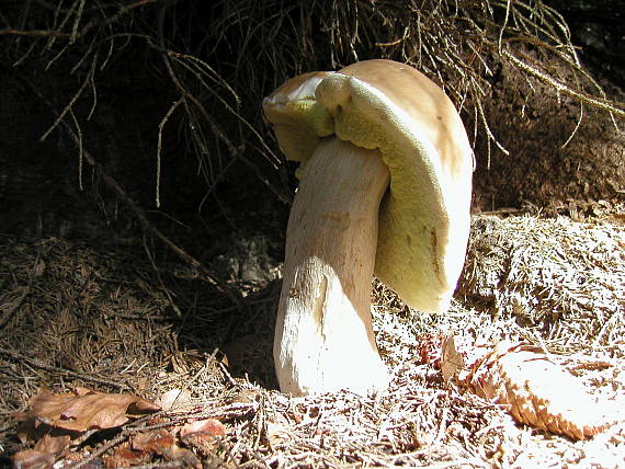 hríb smrekový Boletus edulis Bull.