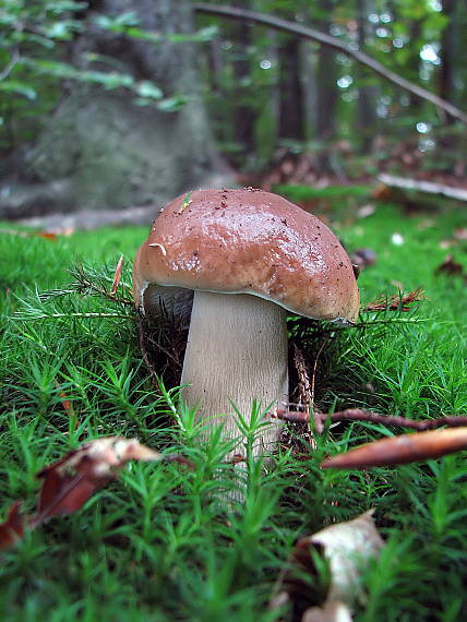 hríb smrekový Boletus edulis Bull.