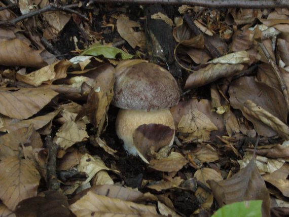 hríb sosnový Boletus pinophilus Pil. et Dermek in Pil.