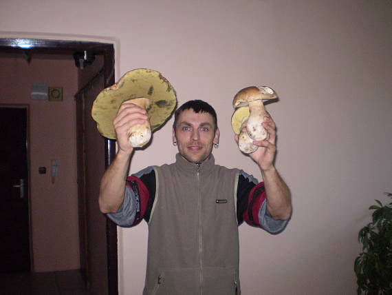 hríb Boletus sp.