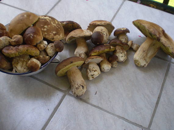 hríb Boletus sp.