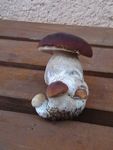 hríb Boletus sp.