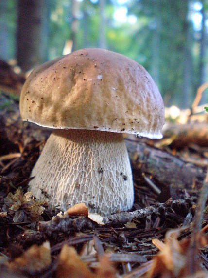 hríb Boletus sp.