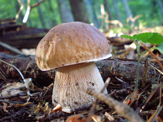 hríb Boletus sp.