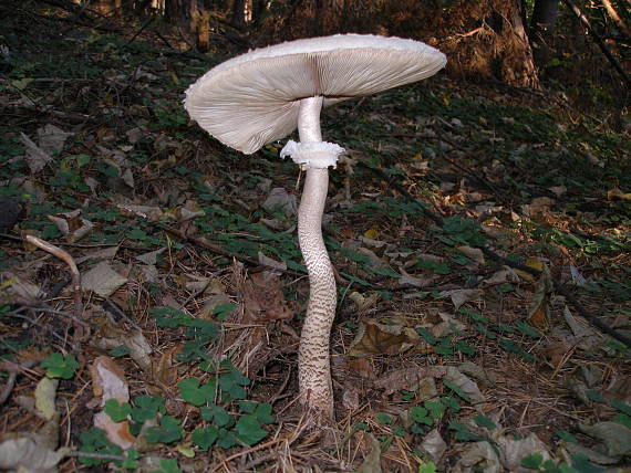 bedľa červenejúca Chlorophyllum rachodes (Vittad.) Vellinga