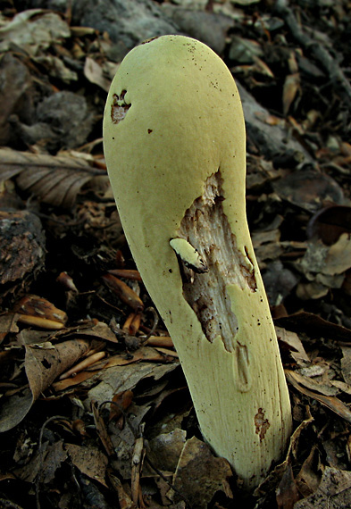kyjak citrónovožltý Clavariadelphus flavoimmaturus R.H. Petersen