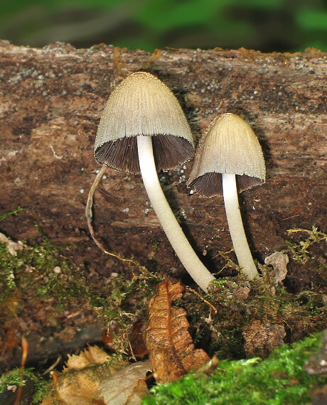 hnojník Coprinus sp.