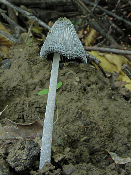 hnojník Coprinus sp.