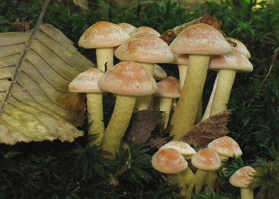 strapcovka Hypholoma sp.