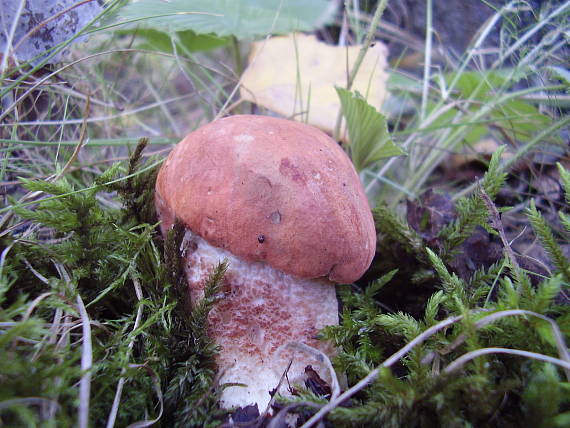 kozák osikový Leccinum albostipitatum den Bakker & Noordel.