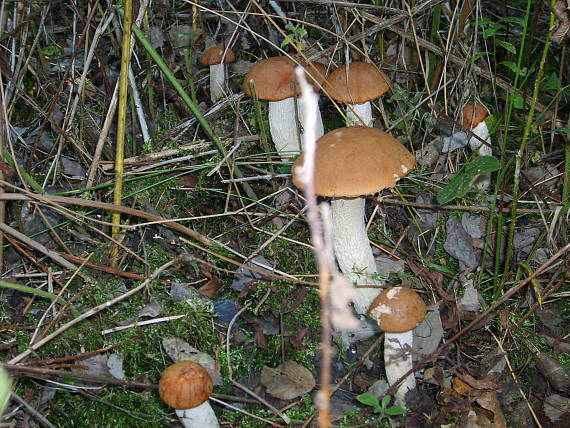 kozak osikovy Leccinum albostipitatum den Bakker & Noordel.