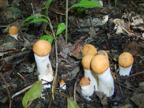 kozak osikovy Leccinum albostipitatum den Bakker & Noordel.