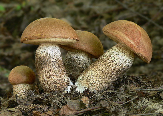 kozák dubový Leccinum aurantiacum (Bull.) Gray