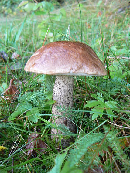 kozák brezový Leccinum scabrum (Bull.) Gray