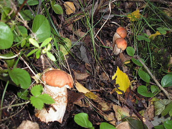 kozák Leccinum sp.