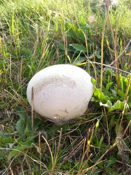 rozpadavec dlabaný Lycoperdon utriforme Bull.