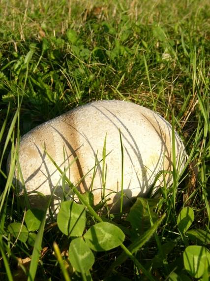 rozpadavec dlabaný Lycoperdon utriforme Bull.