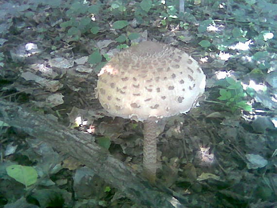 bedľa vysoká Macrolepiota procera (Scop.) Singer