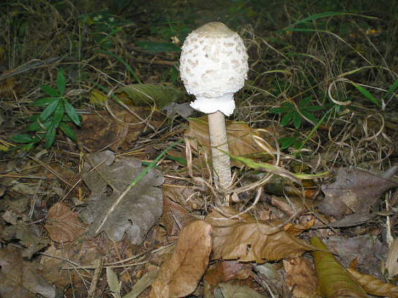 bedľa vysoká Macrolepiota procera (Scop.) Singer