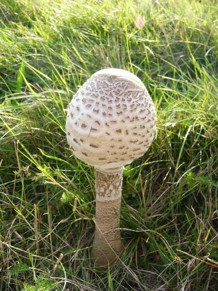 bedľa vysoká Macrolepiota procera (Scop.) Singer