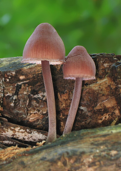 prilbička krvavomliečna Mycena haematopus (Pers.) P. Kumm.