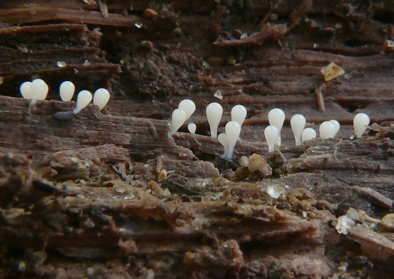 slizovka Myxomycetes