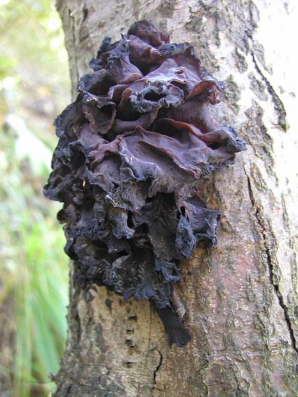 rôsolovka Phaeotremella frondosa (Fr.) Spirin & V. Malysheva