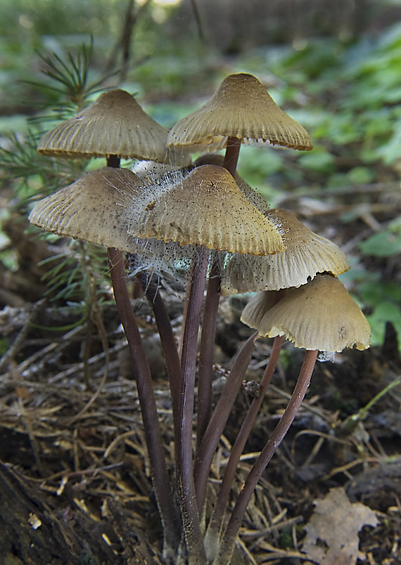 tŕnik veľkoplodý Spinellus fusiger (Link) Tiegh.