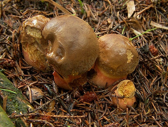 hríb zrnitohlúbikový Sutorius luridiformis (Rostk.) G. Wu & Zhu L. Yang